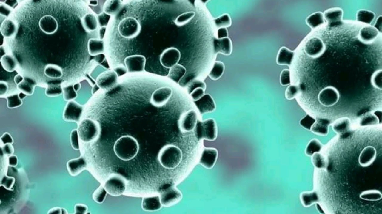 У 20 человек в Архангельской области нашли коронавирус